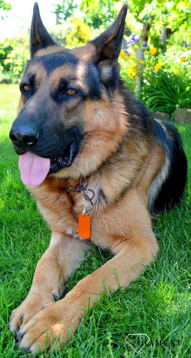 Blaszka dla pupila pomarańczowa 5 cm z miejscem na grawer Blaszka orange XL. Blaszka w formie adresówki, identyfikatora dla psa. Blaszka z miejscem na grawer. Na adresówce możemy wygrawerować np. imię psa i nr telefonu do właś.jpg